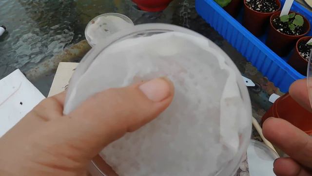 Germinating  pelargonium seeds in Petri dish.