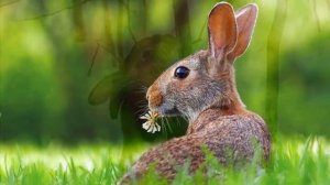 Рассказ для детей «Лесные животные»