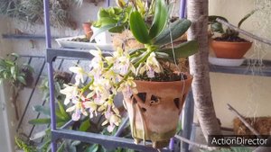 Sedirea japonica(Седирея)-Цветение и Уход за Прекрасной Госпожой 😍 Фаленопсис джапоника