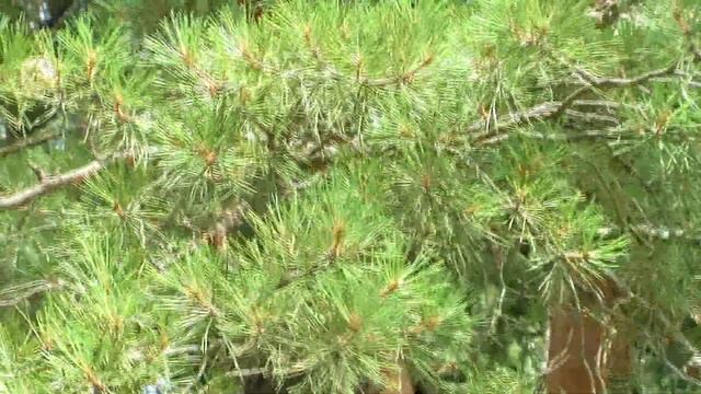 29.06.2011г. 14-25. Это я у кря поля под Егорьевском..avi смотреть онлайн