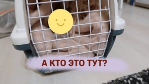 А кто это у нас тут? / когда диабет выходит из-под контроля