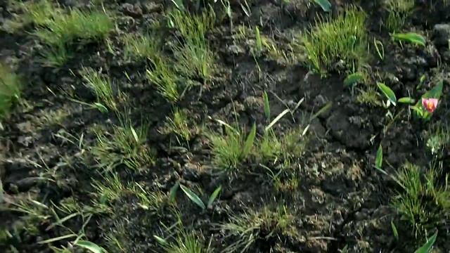 Ростут степные тюльпаны. смотреть онлайн