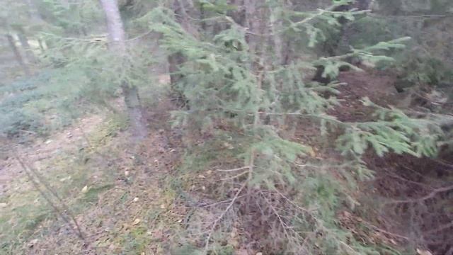 Зачарованный лес. Берег реки Петух. смотреть онлайн