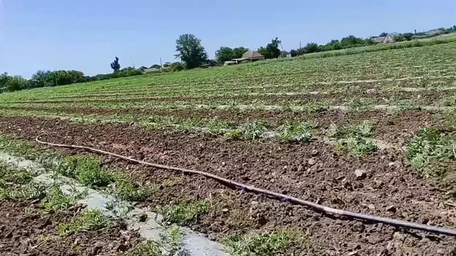 Вирощування Кавуна . З насіння до ринку??? Херсонський Кавун ? Висока ціна. смотреть онлайн