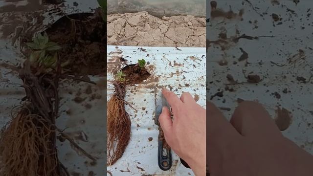 Такой фриго я не видел. Правильная посадка рассады клубники фриго. смотреть онлайн