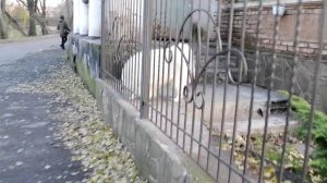 Красивая белая собака Собака породы Самоед