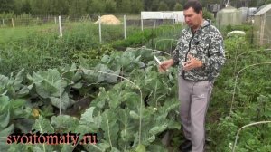 Что любит цветная капуста