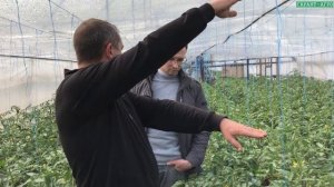 Жирование томата. Решение проблемы есть!