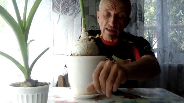 Индийский лук. Обезболивающее для суставов.