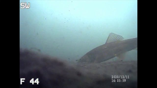 Aqua-Vu Micro Revolution 5.0 Pro First Video смотреть онлайн