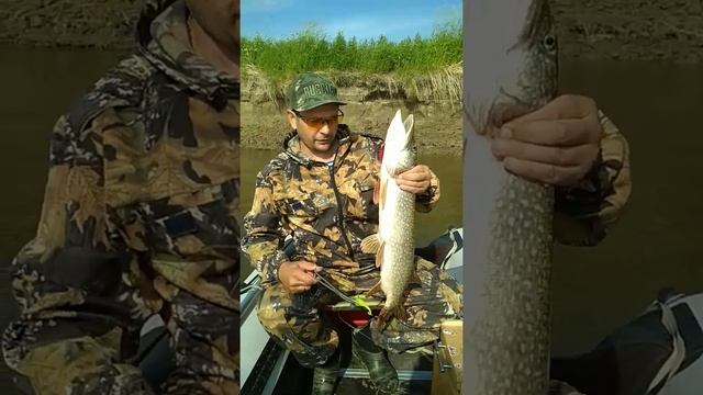 Крупная щука. Рыбалка на севере Омской области смотреть онлайн