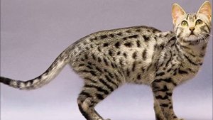 Египетская Мау - настоящая экзотика со знаком качества