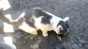 Можно ли давать курам рыбу
