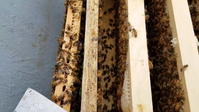 How to prevent your hive from swarming with these signs смотреть онлайн