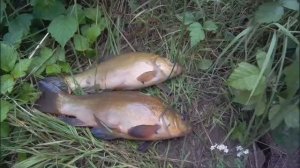 ЛИНЬ-НА-ВЕРЯЖКЕ-ПРОВЕРКА-МЕРЕЖИ-ПОЙМАНЫ-ЛИНИ?