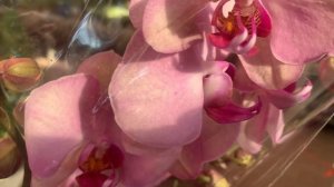 Орхидеи в ОБИ Москва Варшавка 17.03.23