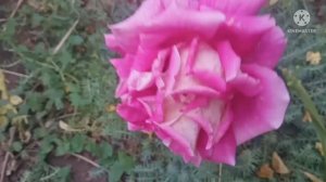 Парад РОЗ.? Обзор парка 09.06.22.