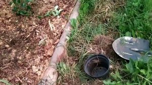Посадка клубники на укрывной материал