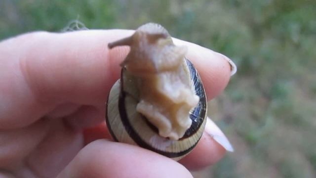 Полосатая улитка, ч. 2/Striped Snail, Part 2