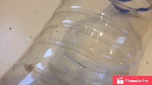 Как сделать временную клетку для хомяка