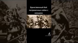 Единственный бой пограничных собак с немцами.