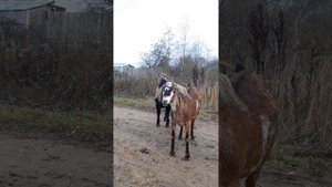 Коза не приходит в охоту//Приводим козу в охоту.