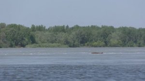 Рыбалка,паводок,жара и отдых с другом у костра!! Обь, Алтай ,джиг! Павел Про ТВ.