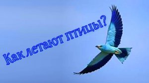 Как летают птицы.