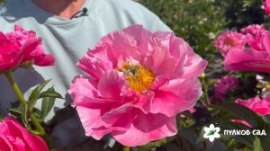 Eventide peony. Эвентайд пион. Пулков сад