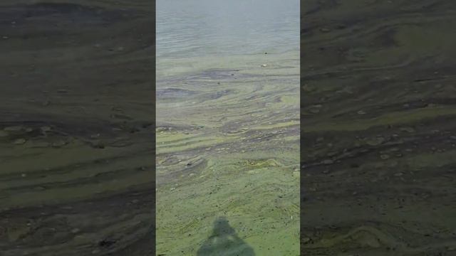 EL LAGO DE MARACAIBO CONTAMINADO