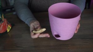 Как вырастить манго в домашних условиях ❦ Манго из косточки