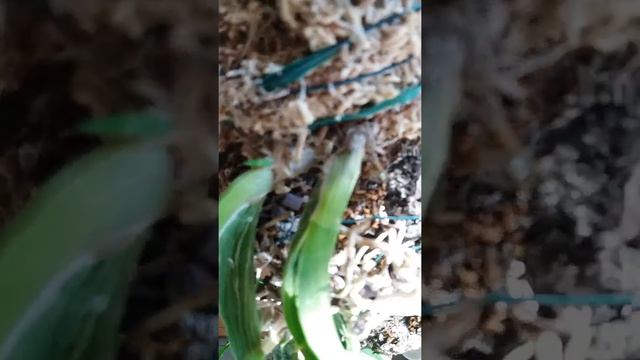 Онцидиум(Oncidium ) без корней продолжает растить псевдобульбочки. смотреть онлайн