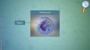 Биология 8 класс (Урок№15 - Состав крови. Постоянство внутренней среды.)