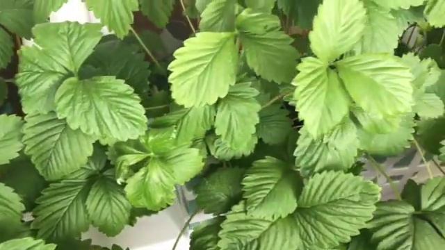 Почему вянет земляника? смотреть онлайн