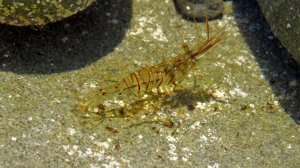 Какие же креветки прозрачные! Борьба за еду