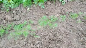 Бюджетный ремонт крыши и шикарный вид из нашего дома