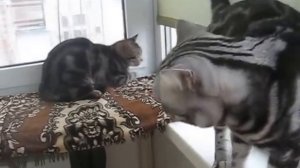 Вязка котов