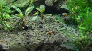 Содержание креветок Тайвань в аквариуме