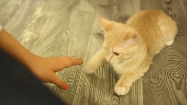 Приколы с котиками. Рыжий котяра играет, у девушки необычная прическа. смотреть онлайн