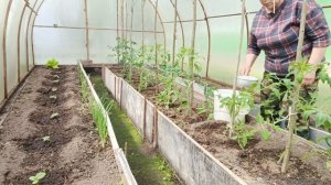 Молочно-дрожжевая подкормка для огурцов и томатов??...