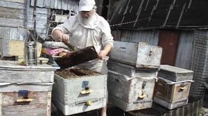 Упрощенный способ вывода пчелиных маток - часть 1 - формируем отводок на плодную матку