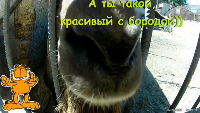 Одесский зоопарк.С друзьями посетили братьев наших младших))23.08.2020 смотреть онлайн