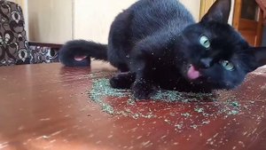 Кошачья мята