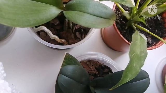 Комнатные цветы. Обзор моих восточных подоконников. Встречаем долгожданную весну 2021. смотреть онлайн