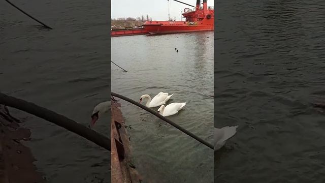 Танец маленьких лебедей Чайковский " и какой мерой мерите..." Мат. 7:2. Спасение и жизнь...