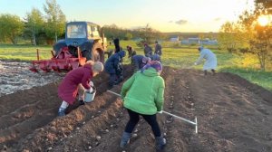 Вау!!Посадка картофеля не вспахивая землю!!!