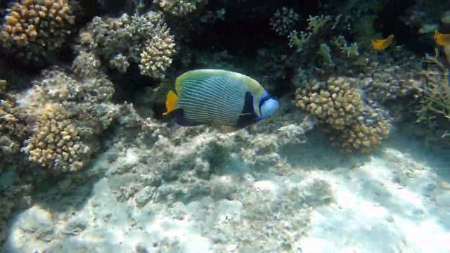 Императорский ангел / Emperor angelfish. Отель Pyramisa Sahl Hasheesh . Красное море. Египет. смотреть онлайн