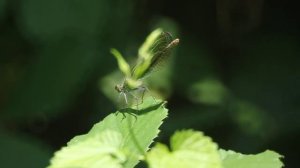 Libellula ripresa con Canon 550d e Celestron C5 a uo