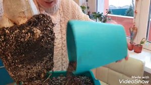 Пересадка Адениума в 10 кг. Как он вырос таким огромным?