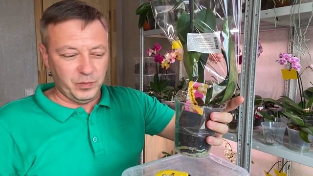 новая ОРХИДЕЯ и РАЗДАМ 100 орхидей зрителям канала Георгий Горячевский смотреть онлайн